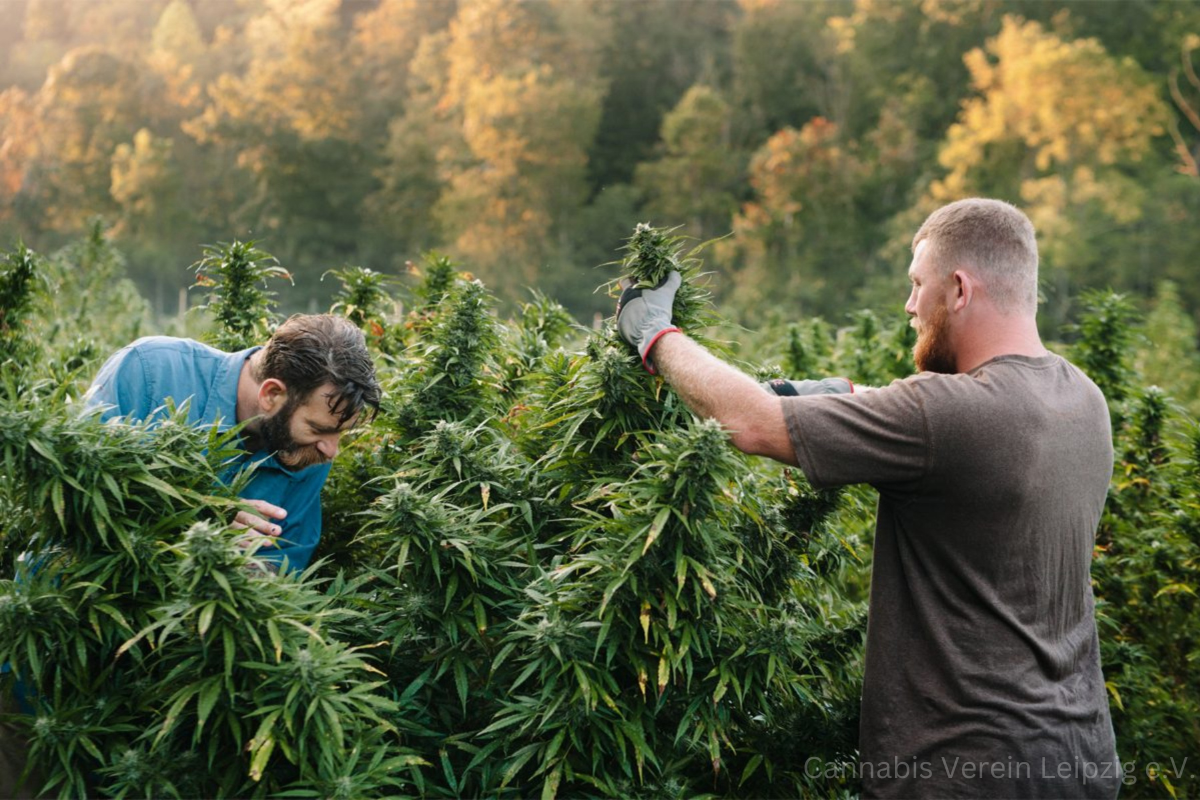 Gemeinschaft Cannabis Verein Leipzig e.V.