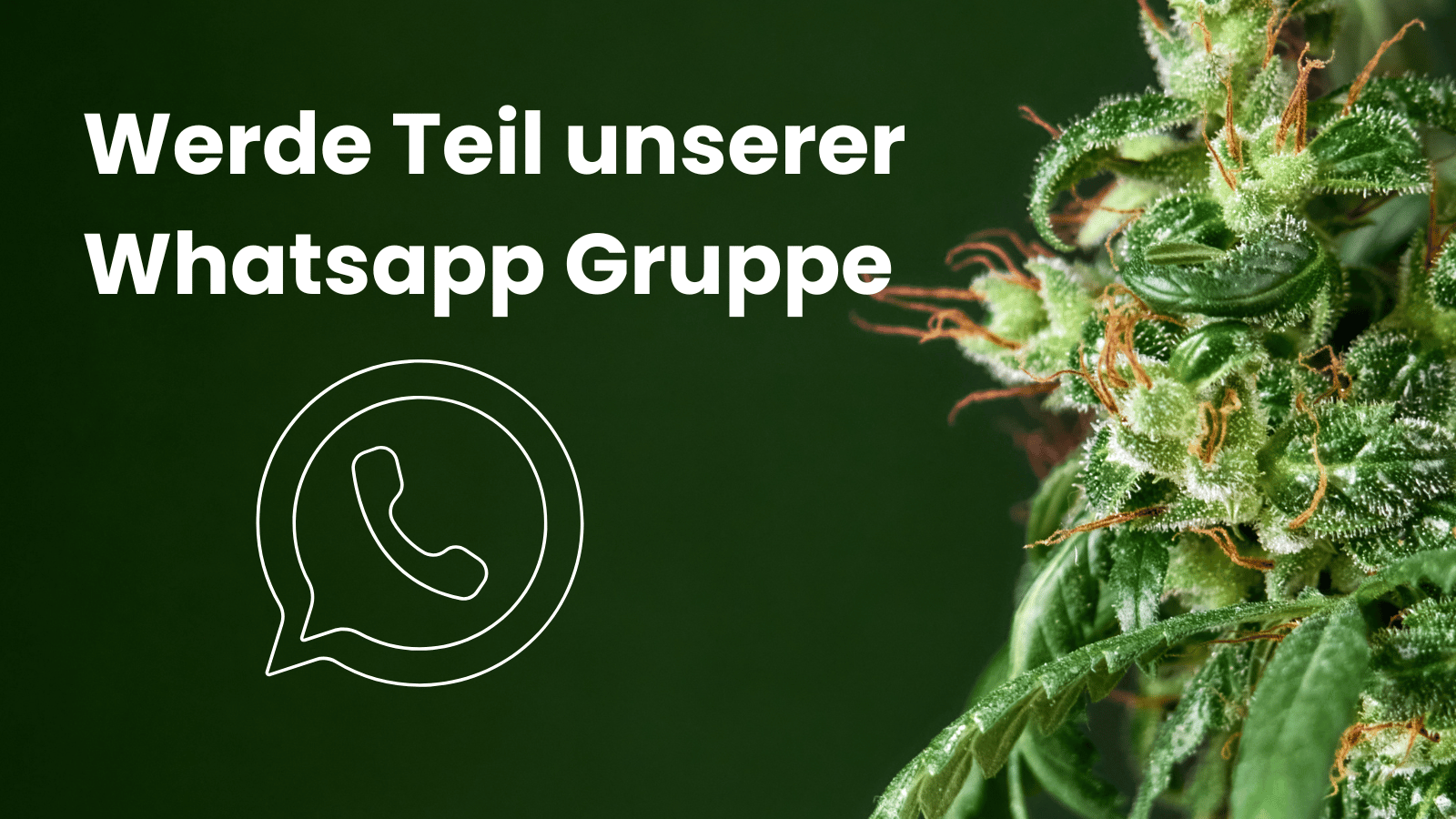 Whatsapp Gruppe Cannabis Verein